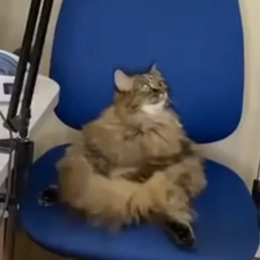 Стикерпак Cats compilation для Telegram