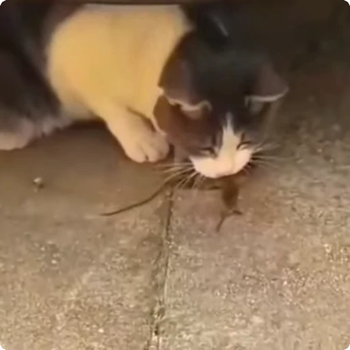 🐀 Стикер «Cats compilation» для Telegram