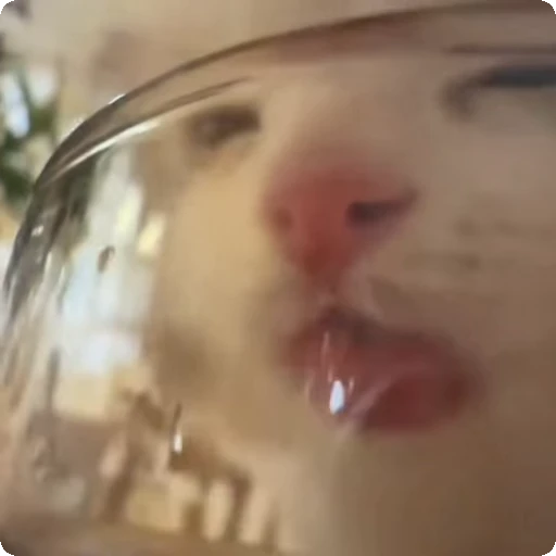 🐈 Стикер «Cats compilation» для Telegram
