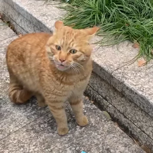 ☺️ Стикер «Cats compilation» для Telegram