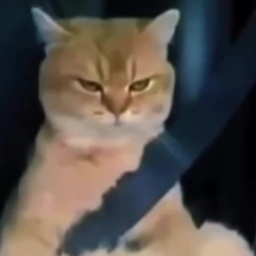 🤨 Стикер «Cats compilation» для Telegram