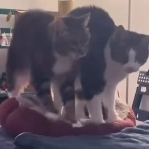 🤪 Стикер «Cats compilation» для Telegram