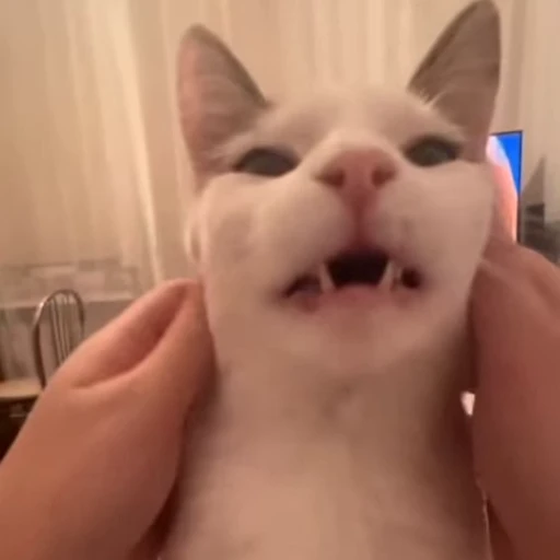 🫠 Стикер «Cats compilation» для Telegram