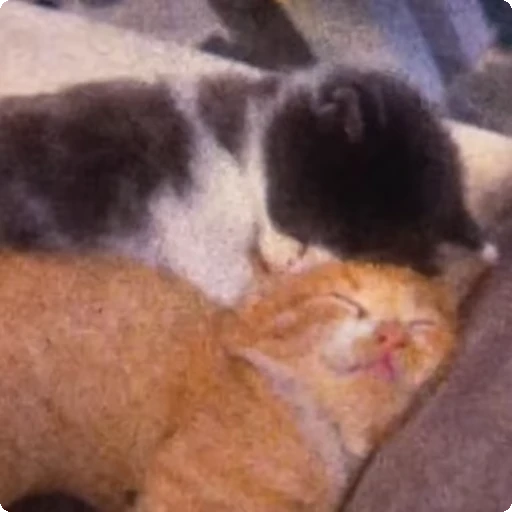 ❤️ Стикер «Cats compilation» для Telegram