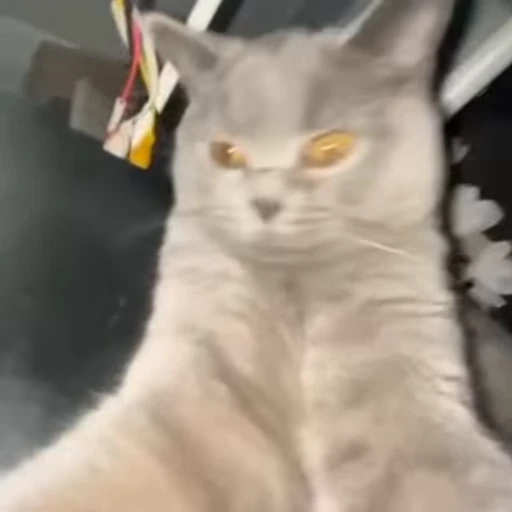 😶 Стикер «Cats compilation» для Telegram