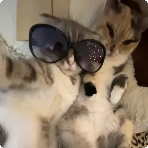 😎 Стикер «Cats compilation» для Telegram