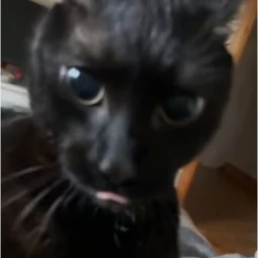 🐈‍⬛ Стикер «Cats compilation» для Telegram