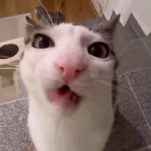 😬 Стикер «Cats compilation» для Telegram