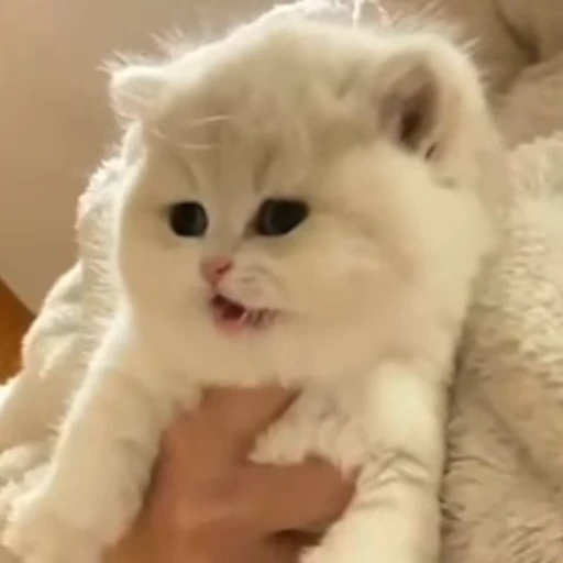 ☺️ Стикер «Cats compilation» для Telegram