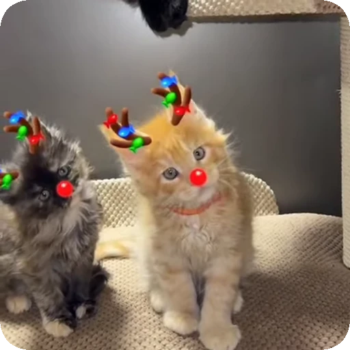 🥺 Стикер «Cats compilation» для Telegram
