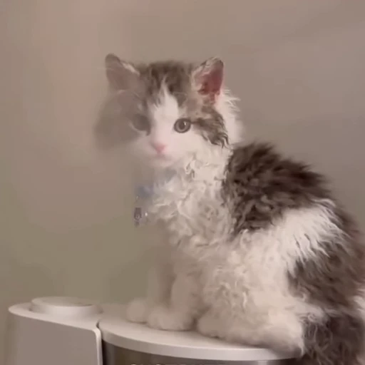 🙂 Стикер «Cats compilation» для Telegram