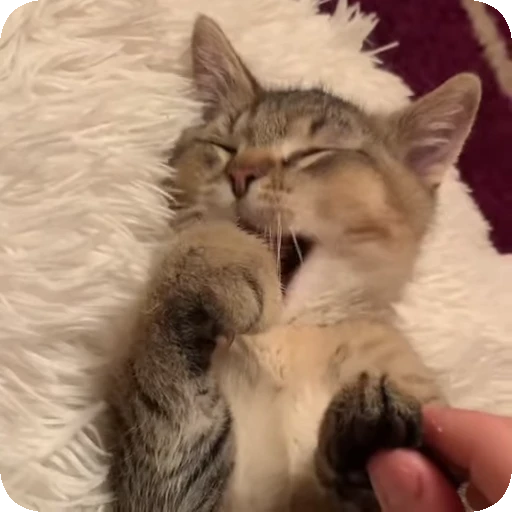 😍 Стикер «Cats compilation» для Telegram