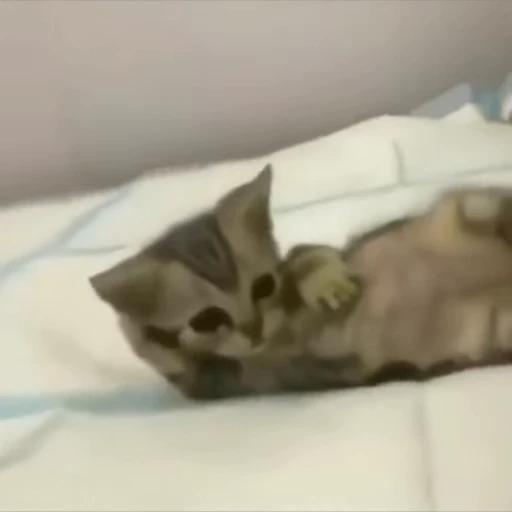 🥺 Стикер «Cats compilation» для Telegram