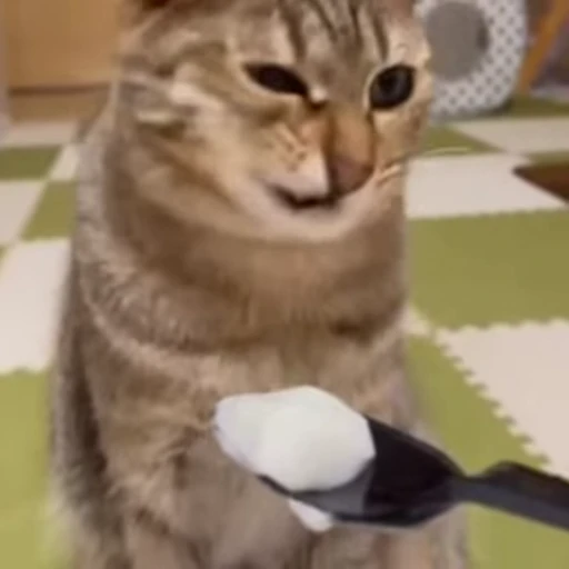 👎 Стикер «Cats compilation» для Telegram