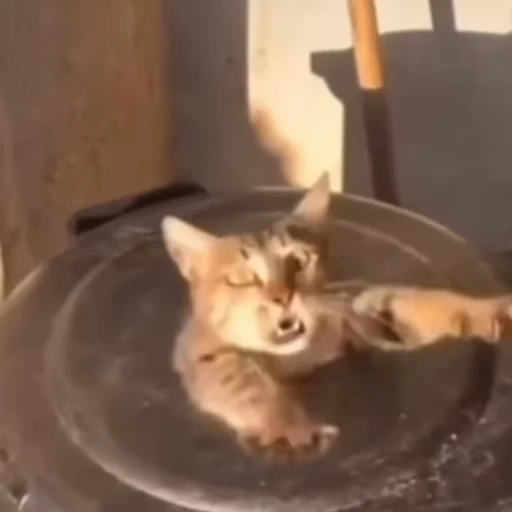 😾 Стикер «Cats compilation» для Telegram