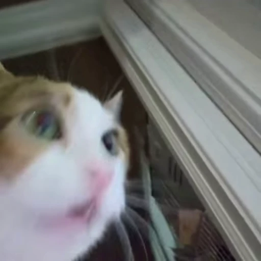 😱 Стикер «Cats compilation» для Telegram