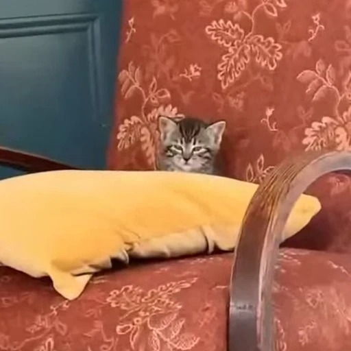 ☺️ Стикер «Cats compilation» для Telegram