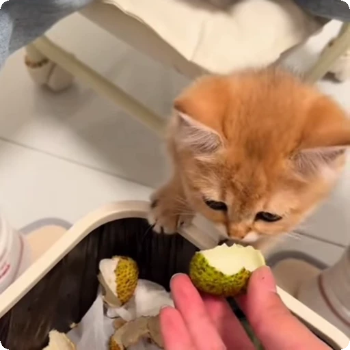 🐈 Стикер «Cats compilation» для Telegram