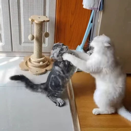 ❤️ Стикер «Cats compilation» для Telegram