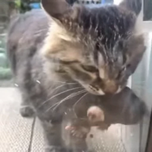 😌 Стикер «Cats compilation» для Telegram