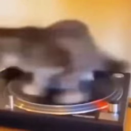 🪩 Стикер «Cats compilation» для Telegram