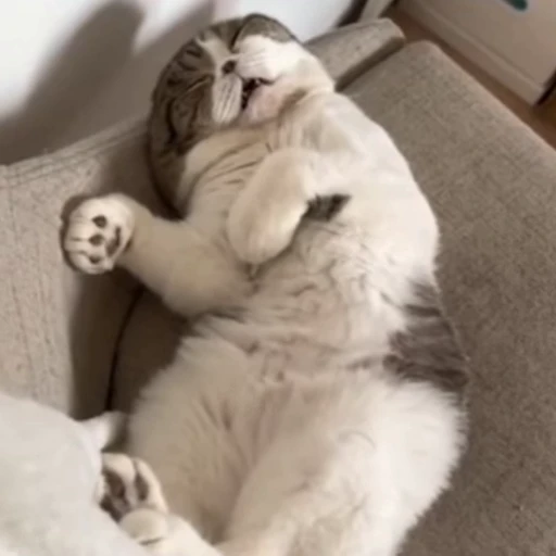 💤 Стикер «Cats compilation» для Telegram