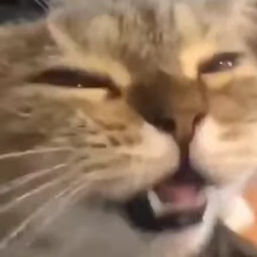 🙂 Стикер «Cats compilation» для Telegram