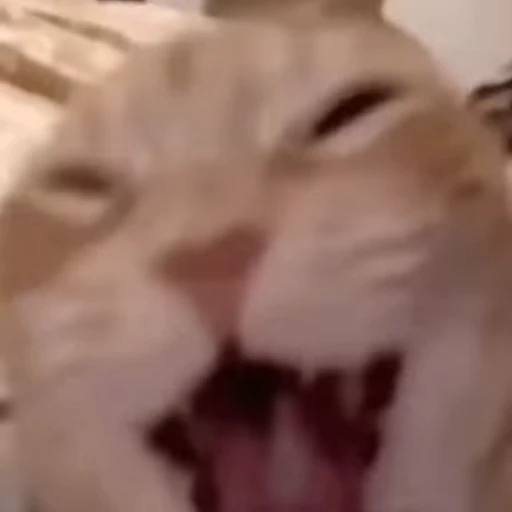 🤬 Стикер «Cats compilation» для Telegram
