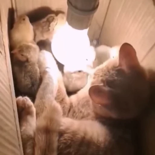 🥺 Стикер «Cats compilation» для Telegram