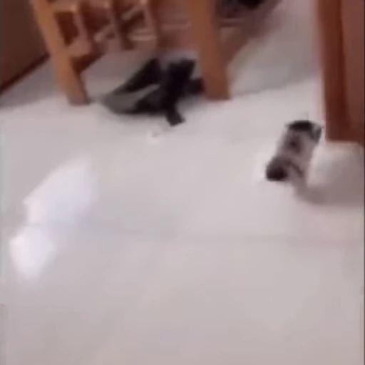 🫣 Стикер «Cats compilation» для Telegram