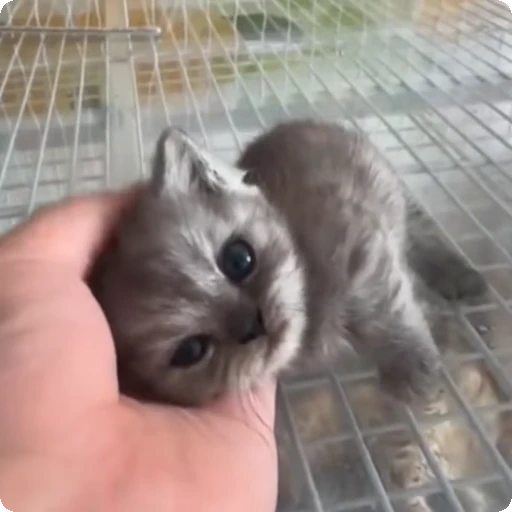 🥺 Стикер «Cats compilation» для Telegram