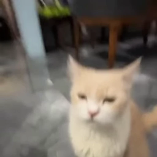 🤟 Стикер «Cats compilation» для Telegram