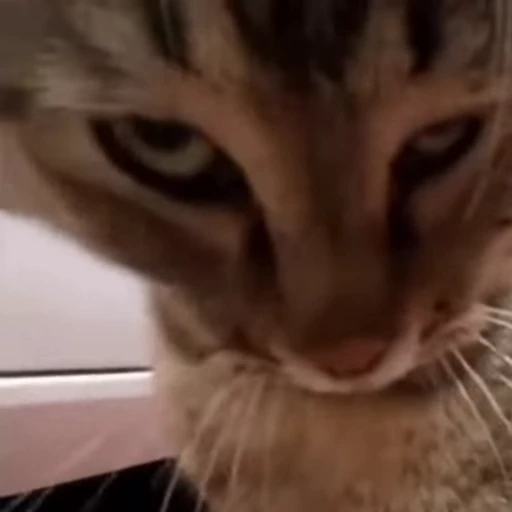 😤 Стикер «Cats compilation» для Telegram
