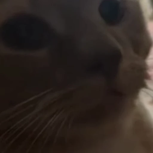 🤭 Стикер «Cats compilation» для Telegram