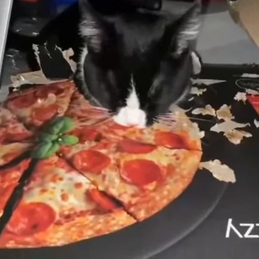 😭 Стикер «Cats compilation» для Telegram