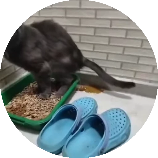 💩 Стикер «Cats compilation» для Telegram