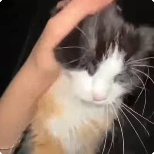 ❤️ Стикер «Cats compilation» для Telegram