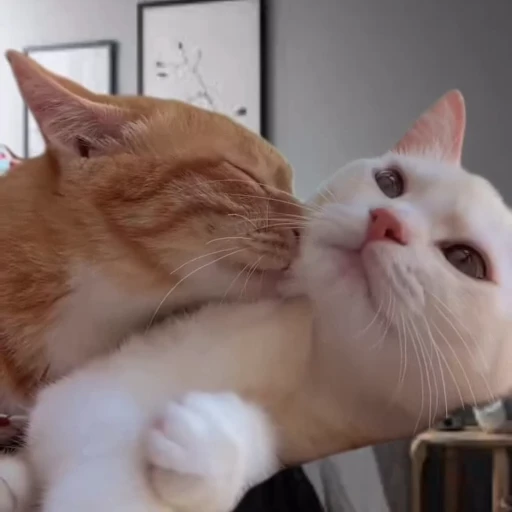 💋 Стикер «Cats compilation» для Telegram