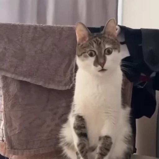 😦 Стикер «Cats compilation» для Telegram