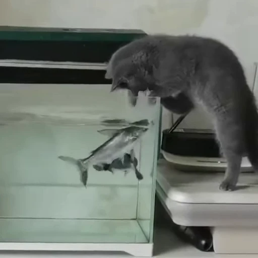 🤬 Стикер «Cats compilation» для Telegram