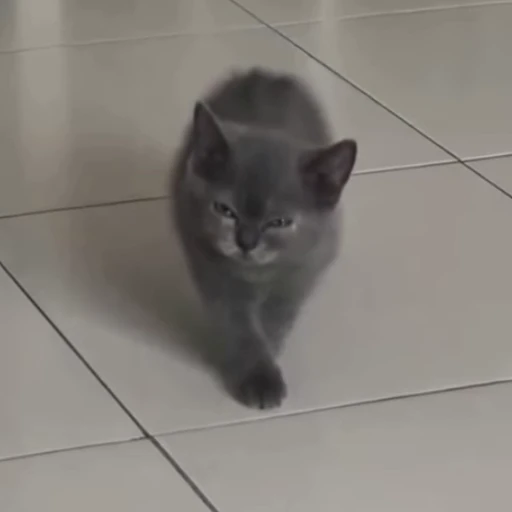 🤨 Стикер «Cats compilation» для Telegram