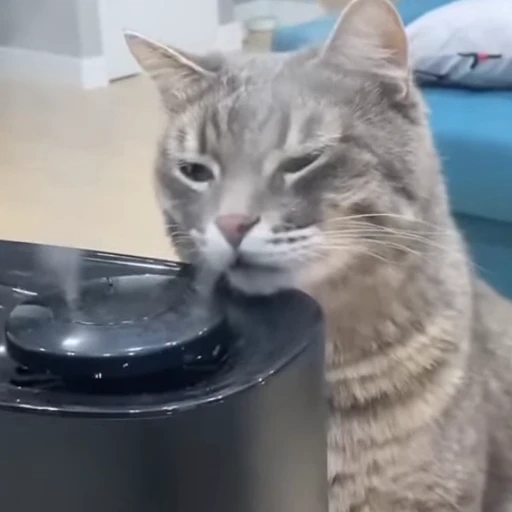 🙂 Стикер «Cats compilation» для Telegram
