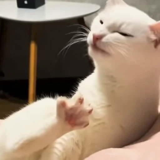 😜 Стикер «Cats compilation» для Telegram