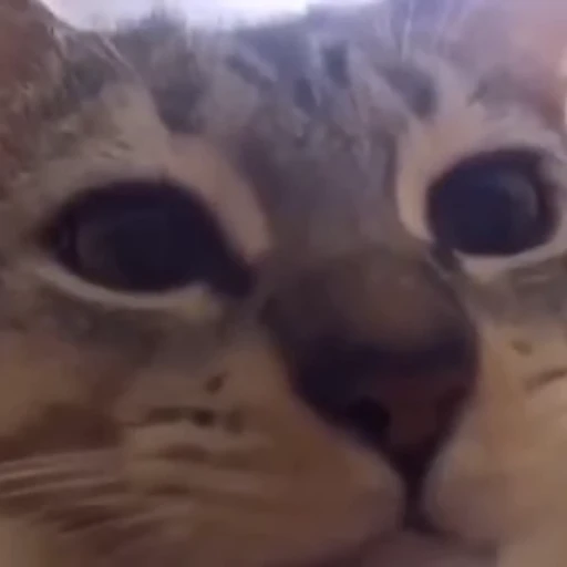 😳 Стикер «Cats compilation» для Telegram