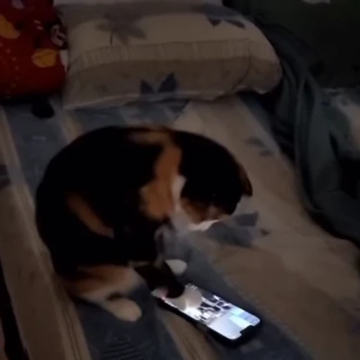📱 Стикер «Cats compilation» для Telegram