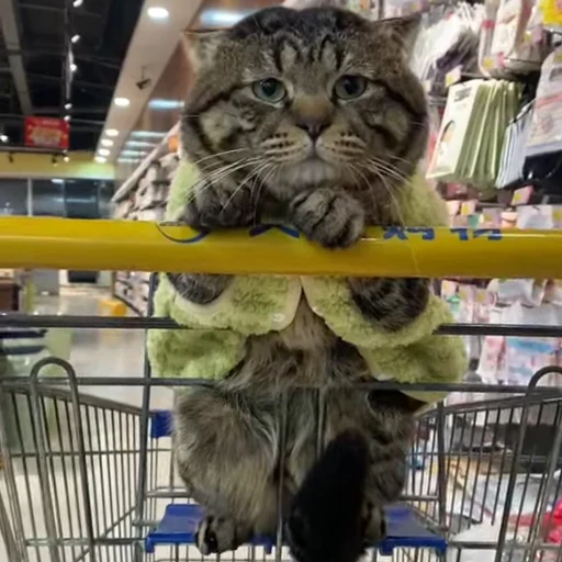 ❤️ Стикер «Cats compilation» для Telegram