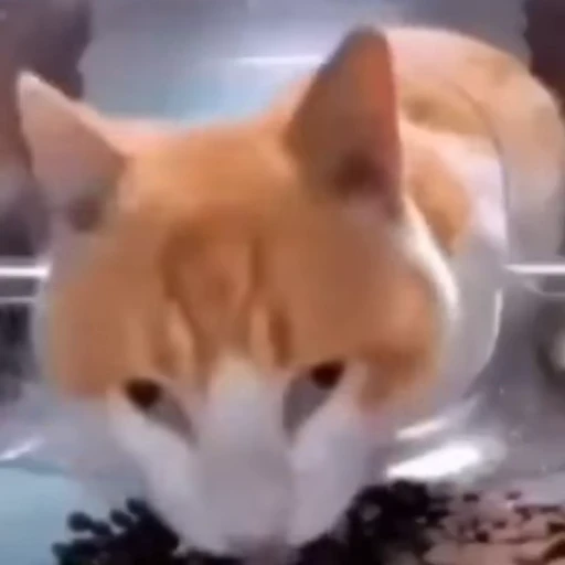 😐 Стикер «Cats compilation» для Telegram