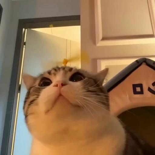 🐈 Стикер «Песики и коты» для Telegram