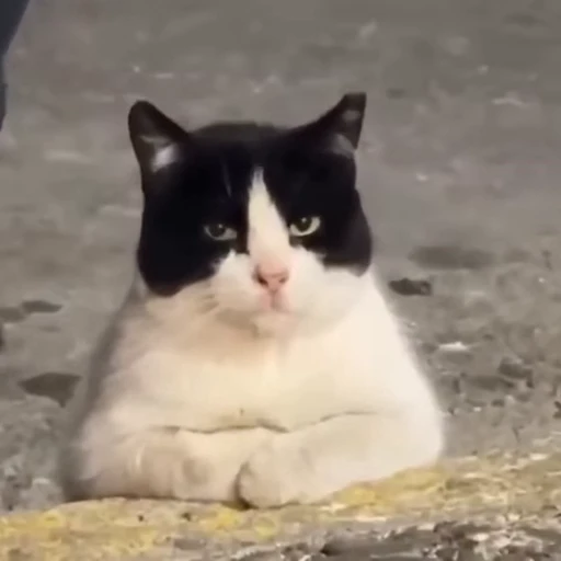 🐈 Стикер «Песики и коты» для Telegram