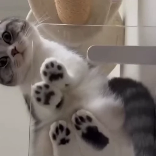 🐈 Стикер «Песики и коты» для Telegram
